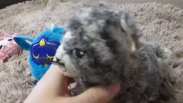 АЛЕНА показывает свои игрушки-ФЕРБИ и ЛЮБИМЫЕ КОТЯТКИ ferb смотреть онлайн