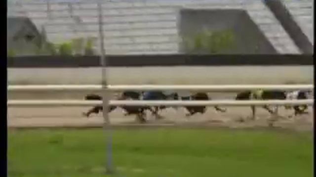 IGB - Waterford Greyhound Stadium 18/07/2019 Race 1 - Waterford смотреть онлайн