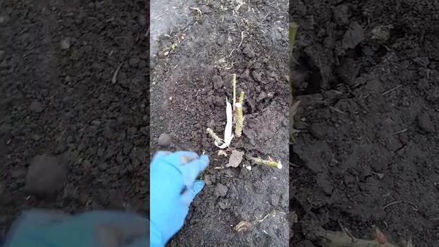 Саженцы роз из питомника "Нью-Джерси". Часть 2. смотреть онлайн