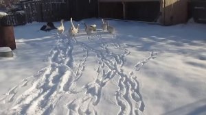 Содержание гусей зимой/ Условия для разведения гусей/ Гуси домашние