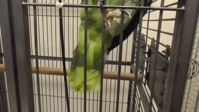 Большой зелёный попугай амазон Мюллера в неволе [Amazona farinosa] смотреть онлайн