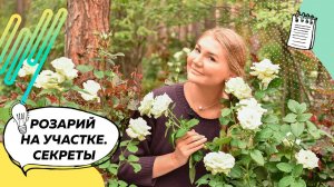 Розы | Розы в саду | Розарий в саду | С чем сажать розы? | Ландшафтный дизайн