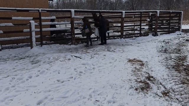 Славянск 22 Ноября 2023 — Животные Зимой и Стройка. смотреть онлайн