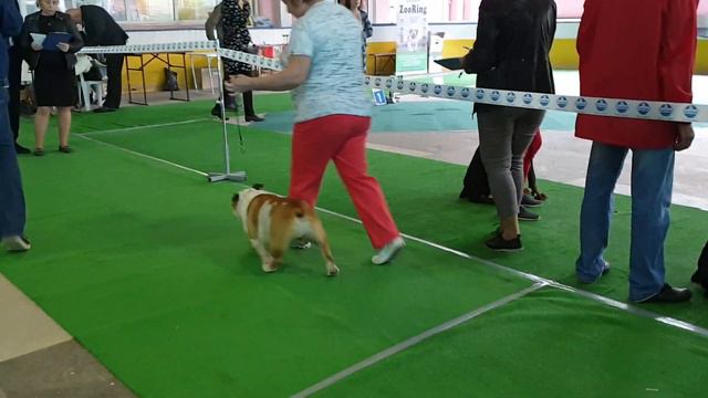 10 мая 2019, CACIB, Ростов-на-Дону, ринг бульдогов смотреть онлайн
