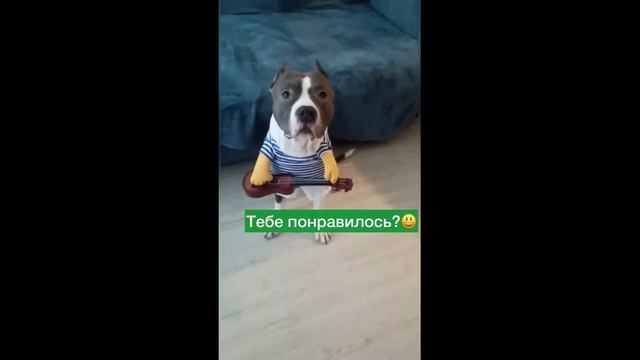 Пес с гитарой порадовал смотреть онлайн