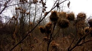 Лопух репейник, семена лопуха