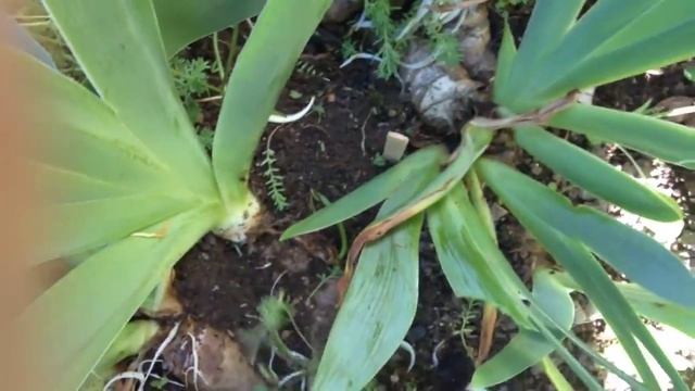 Ирисы для начинающих.mp4 смотреть онлайн