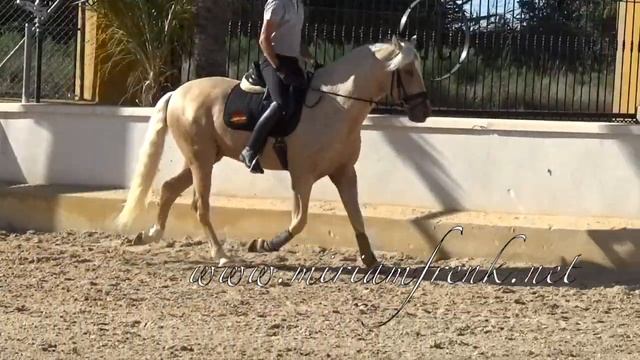 MADRIO 2018 , Palomino PRE - Andalusian stallion - June 2021 video смотреть онлайн