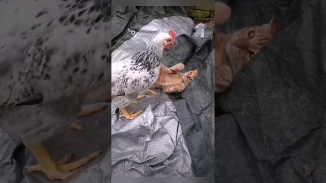 Тяжела и неказиста бытность сельского кота ? ??bayoun.ru #село #деревня #котики смотреть онлайн