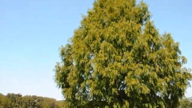 Dawn Redwood or The Dinosaur Tree,called, "Metasequoia glyptostroboides" смотреть онлайн