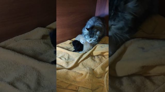 Котятам Пушинки 14 дней кошка и котята / kittens 14 days смотреть онлайн