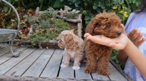 щенки пуделя и мальтипу 2 мес.