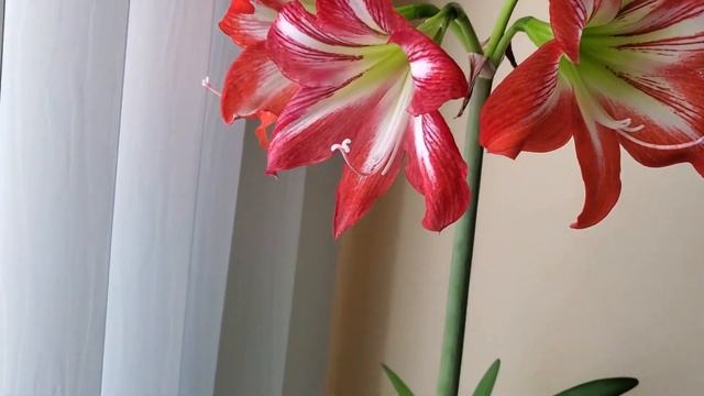 Амарилис в цвету. Апрель 2022. смотреть онлайн