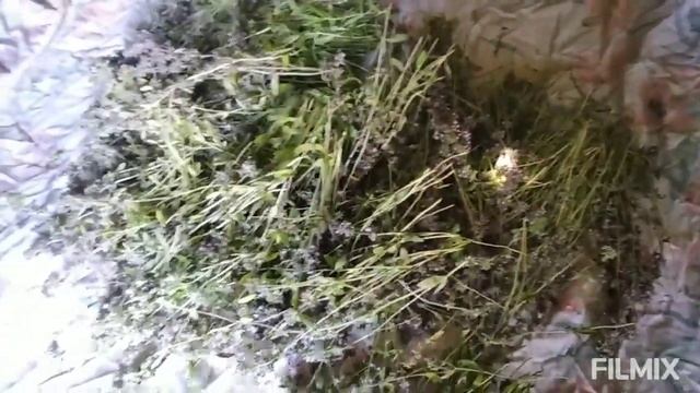 Лучшая приправа к мясу/ тимьян/#тимьян #приправа смотреть онлайн