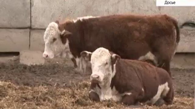 Монгольские животноводы впервые закупили в Алтайском крае племенной скот мясной породы смотреть онлайн