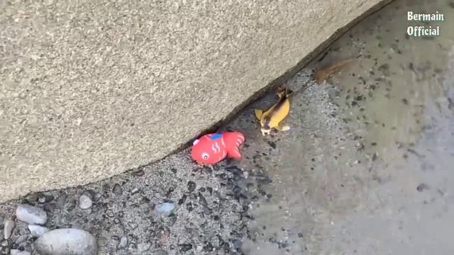 Finding Toy Sea Crab In The River, Penguin, Nemo, Chef Fish, Whale, Sea Lion, Part151 смотреть онлайн