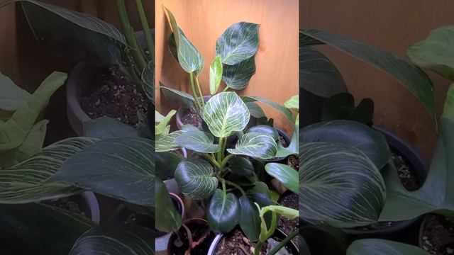 😍Philodendron Birkins in the Spa😍 смотреть онлайн