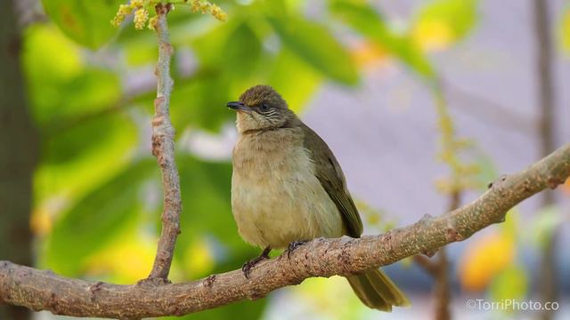 Streak-eared bulbul смотреть онлайн