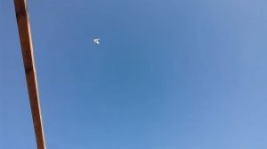 Степные голуби Калмыкии