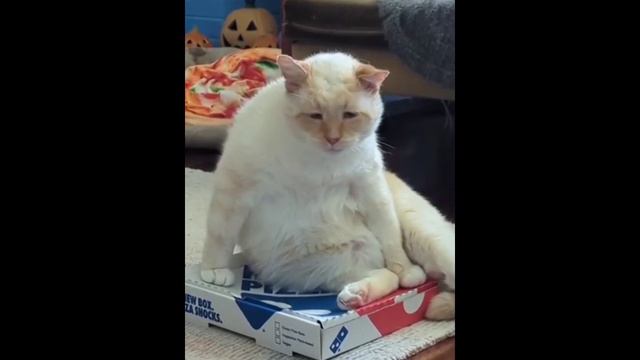 забавные котики - щас спою смотреть онлайн