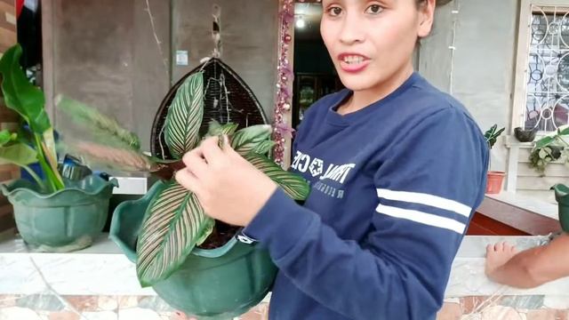 Tips how to care and propagate calathea /my collection | garlet via смотреть онлайн