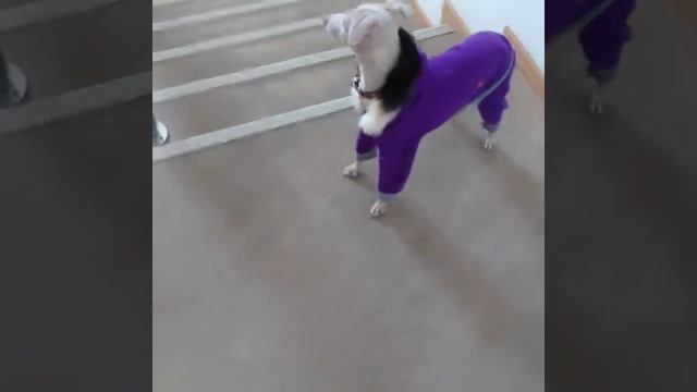 Флисовый костюм для собак с капюшоном для левреток смотреть онлайн