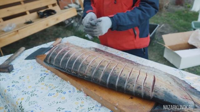 Простая разделка сома на стейки. ТЕСТИРУЕМ НОЖИ Овод и Тяпка от Кузницы Назарова В.В. смотреть онлайн