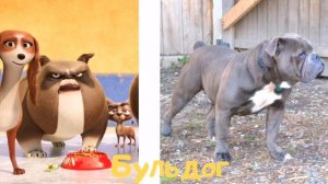 Королевские корги