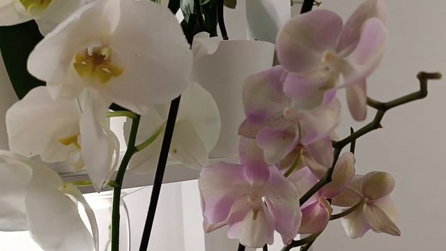 Видео-релакс с орхидеями💖💓💕 Relax video with orchids смотреть онлайн