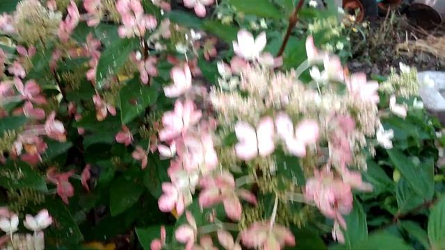 Солнце, полутень, тень. Сравниваем, где гортензиям лучше. смотреть онлайн