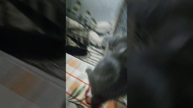 Шотландский котик, редкий окрас голубой дым. смотреть онлайн