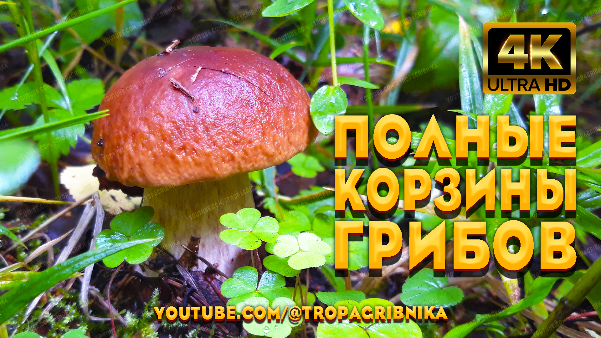 Тропа Грибника