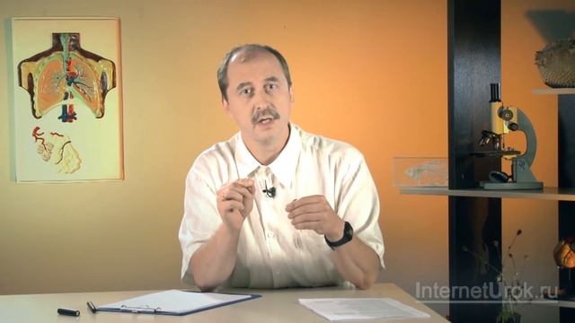 Ткани. Ткани растений. Продолжение. Видеоурок по биологии 5 класс смотреть онлайн