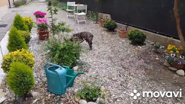 Сняла наших уток с близкого расстояния 🦆🦆🦆👍🏻Французский бульдог ЧАК играет в бассейне. 😜🐕 смотреть онлайн