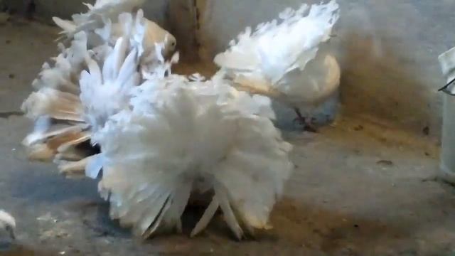 Голуби Павлины 2013 г. смотреть онлайн