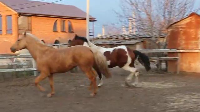 МУСТАНГ, 2012г. пегий жеребец, продан смотреть онлайн