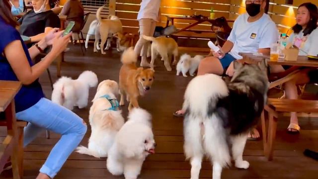 BAWA KAORI KE DOG PARK (MAIN, BERENANG, MANDI) смотреть онлайн