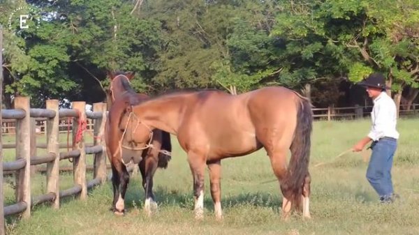 Big Horse Mating In Garden | Horse Best mating | Horse Breeding Video