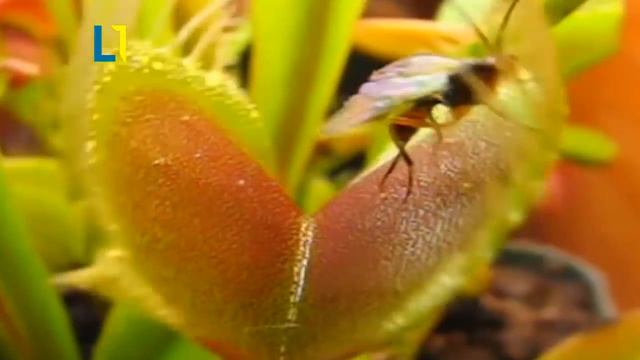 10 Plantas Carnívoras Más Aterradoras Del Mundo