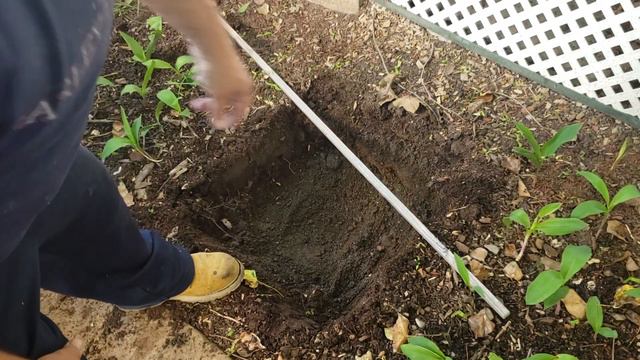 How to Plant Hydrangeas смотреть онлайн