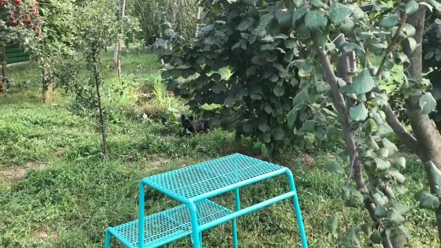 «Длинный душ» для французских бульдогов... смотреть онлайн