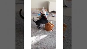 MREVIATAR TIKTOK COMPILATION CHIHUAHUA | Niki the angry chihuahua dog | #chihuahua #mreviatar
