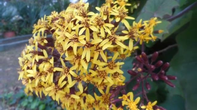 Желтые цветы, экзотические  растения, декоративные кустарники, природа Испании, 12/04/2016