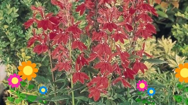 Лобелия прекрасная Fan F1 Burgundy. Краткий обзор, описание характеристик, где купить саженцы смотреть онлайн