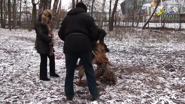 Сложное упражнение, эрдель и овчарка, дрессировка собак смотреть онлайн