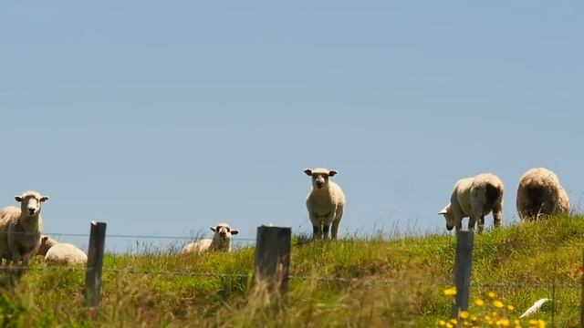 Fly Fishing TINY STREAM for BIG BROWN Trout [Dry Fly Eats] смотреть онлайн
