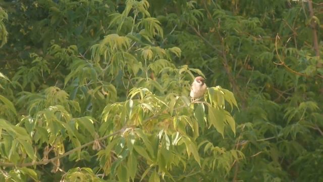 Мой живой будильник-воробей. Работает только летом. смотреть онлайн