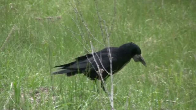 У КАЖДОГО СВОИ ДЕЛА (Bird Day) смотреть онлайн