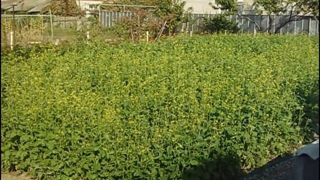 ГОРЧИЦА БЕЛАЯ!!! Самый лучший сидерат для нашего края!!! смотреть онлайн