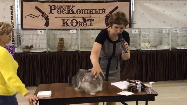Серебряный кот мейн-кун. Описание от эксперта Анны Назаровой. Castiel. смотреть онлайн